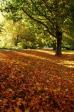 Robertson NSW autumn